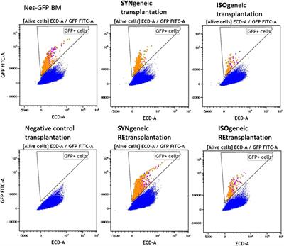 Nestin-GFP transgene labels immunoprivileged bone marrow mesenchymal stem cells in the model of ectopic foci formation